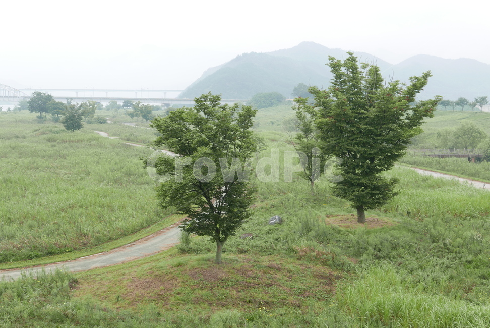 식물,초원,나무,공원,길,plant,tree,way,자연,풍경,nature,landscape,outdoors,옥외
