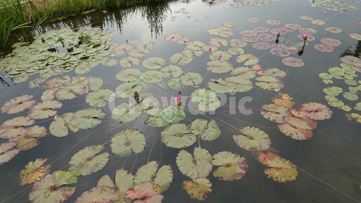 자연,nature,수련,잎,green