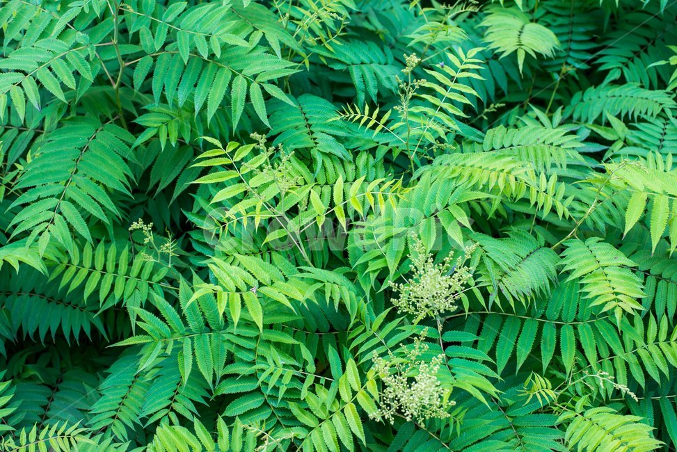 초록,green,식물,초록색,자연,풀
