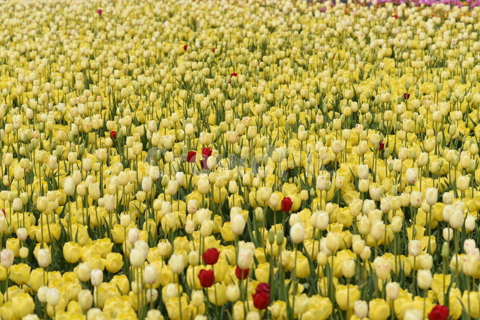 튤립,꽃,화원,화단,노랑,식물,자연,plants,nature,꽃,flower
