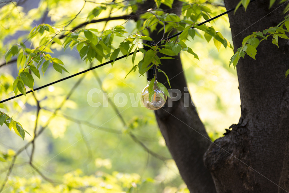 자연,전구,녹색,빛망울,나무,풍경,배경,식물,자연,plants,nature,나무,trees,wood