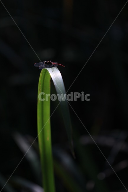 고추잠자리,잠자리,가을,동물,dragonfly,식물,자연,plants,nature,곤충,벌레,insect,bug