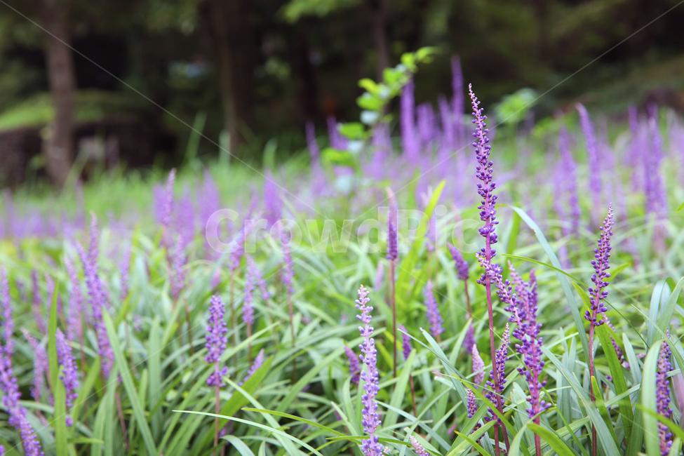 plant,식물,들꽃,야생화,꽃,flower,풀꽃,꽃송이,라벤더,보라색꽃,꽃밭,보라꽃,blossom,lavender,보라,보라색,자주,자주빛,자주색,보라빛,아름답다