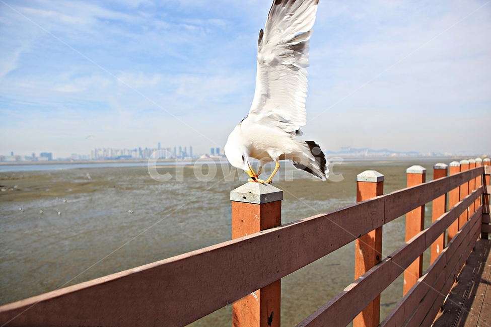갈매기,새,조류,풍경,배경,자연,하늘,동물,animal,조류,새,birds