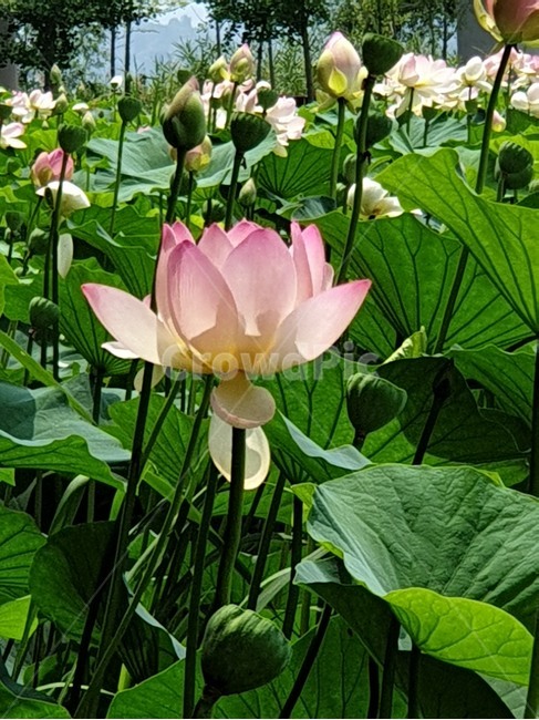 백련,흰연꽃,연꽃,여름야생화,수생식물