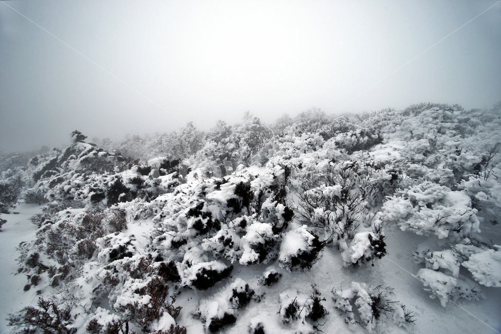 한라산,설경,제주도,영실코스,눈,겨울,설화,안개,겨울,계절,winter,season