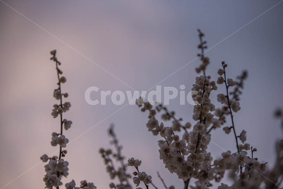 매화,매화나무,나무,꽃,flower,식물,자연,plants,nature,꽃,flower,감성,sensible,feeling