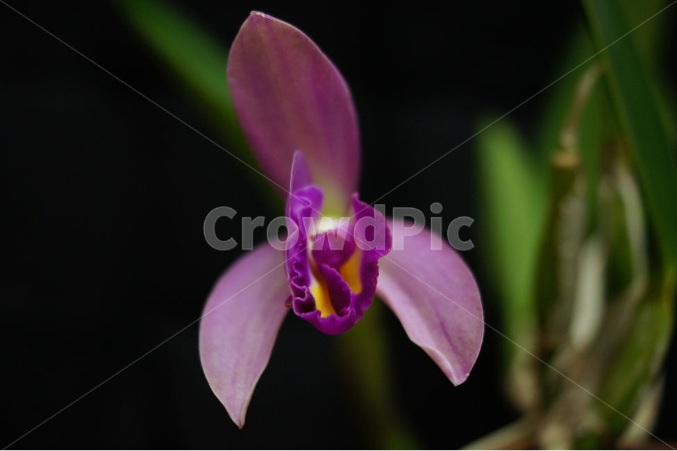 난,난꽃,꽃,식물,flower,식물,자연,plants,nature,꽃,flower