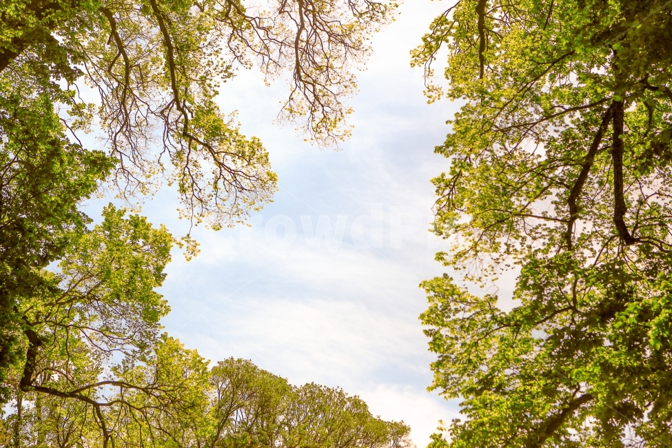 호주,하늘,여행,나무,숲,희망,자연,풍경,nature,landscape,식물,plants,나무,trees,wood,tree,plant,tree trunk,나무 줄기