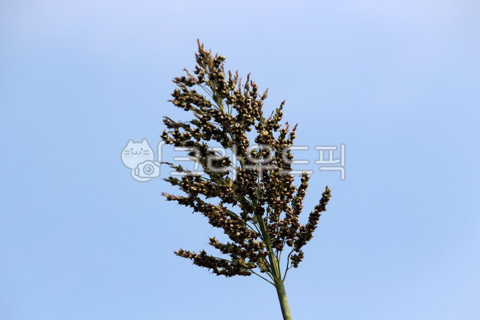 식물, plant, 농작물, 곡식, 수수, 사진,이미지,일러스트,캘리그라피 - benjamin작가