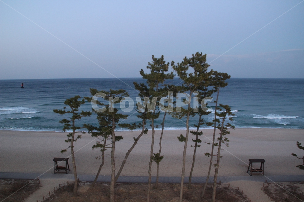 경포대,동해,바다,소나무,파도,대한민국,한국,gyeongpodae,eastsea,sea,pinetree,wave,republicofkorea,southkorea,자연,풍경,nature,landscape,한국자연풍경,한국자연경관,korea nature landscape,해변,바다,beach,sea,식물,plants,나무,trees,wood