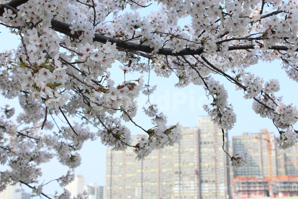 벚꽃,봄풍경,꽃,사쿠라,풍경,봄,봄,계절,spring,season,식물,자연,plants,nature,꽃,flower,건축물,건물외관,exterior,building,structure,architecture,construction,plant,blossom