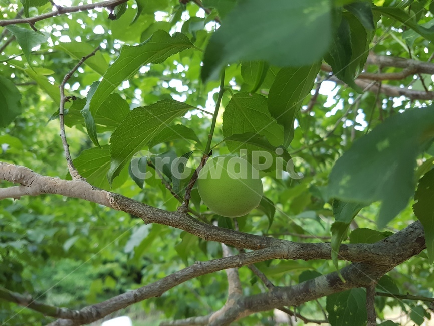 매실나무,초록매실,매실,열매,녹색,식물,연두,과일,열매,fruit