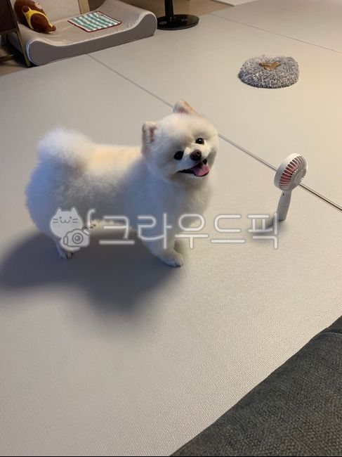 강아지모델,강아지눈웃음,포메라니안,포메,화이트포메