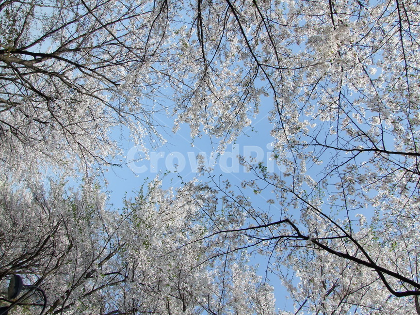 봄,꽃,식물,나무,봄꽃,봄,계절,spring,season,자연,풍경,nature,landscape,plant,tree