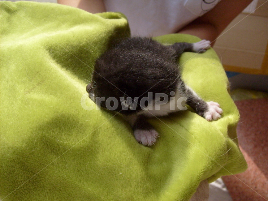 고양이,길고양이,새끼고양이,코숏,도둑고양이,가르마탄고양이,공터,뒤뜰,어린고양이,어린동물,아기고양이,동물,animal,포유류,mammal,고양이,cat,kitten,kitty