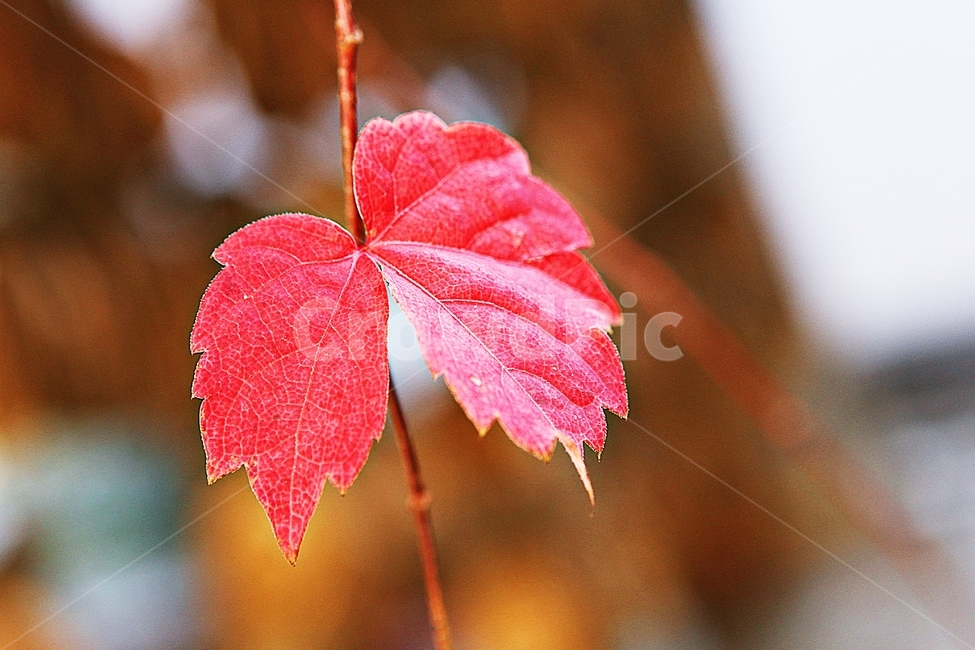 단풍,낙엽,가을,잎,식물,자연,계절,감성,색,색감,넝쿨식물,공원,가을,계절,fall,autumn,season,leaf,plant,veins,정맥