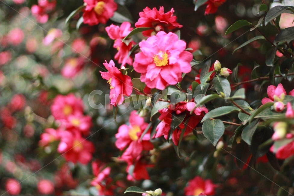 동백,동백나무,겨울,감성,동백꽃,꽃,flower,winter,제주,식물,자연,plants,nature,꽃,flower