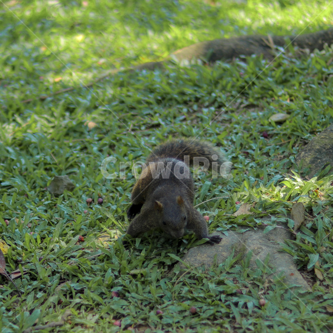 청설모,동물,animal,squirrel,야생동물,동물,animal,포유류,mammal
