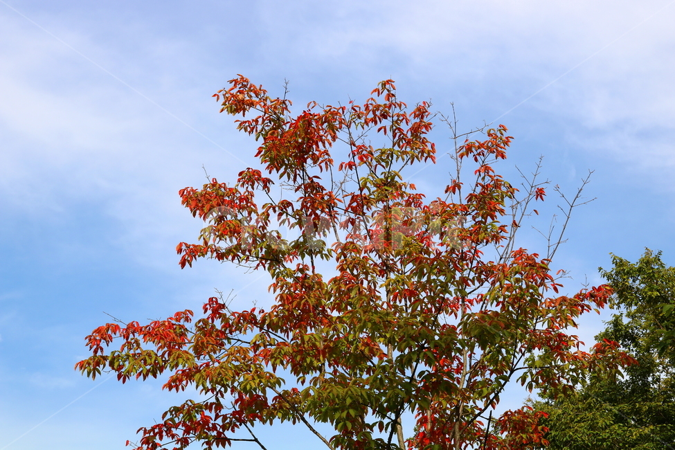 나무,단풍,복자기나무,식물,가을,자연,풍경,단풍잎,하늘,계절,가을,계절,fall,autumn,season,자연,풍경,nature,landscape,식물,plants,나무,trees,wood,plant,leaf,잎,tree