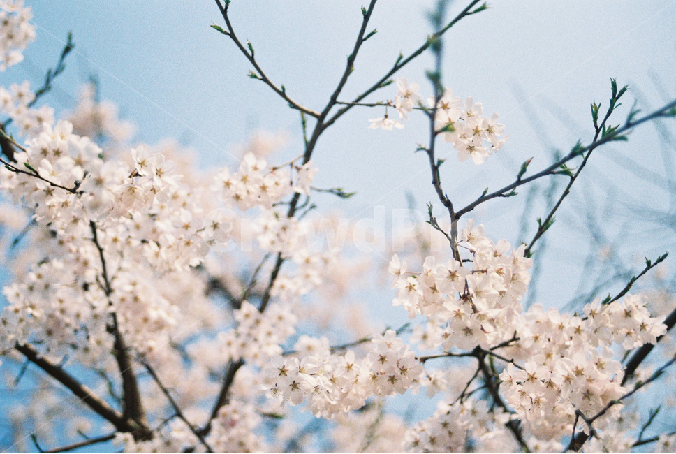 벚꽃,cherryblossom,봄,spring,봄꽃,꽃,식물,flower,분홍,pink,봄,계절,spring,season,식물,자연,plants,nature,꽃,flower,감성,sensible,feeling,plant,blossom