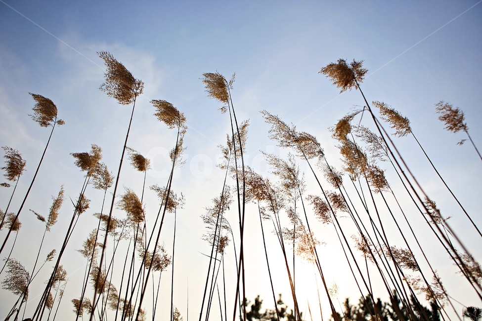 갈대,식물,자연,풍경,배경,풍광,하늘,가을,계절,fall,autumn,season,자연,풍경,nature,landscape,grass,잔디,plant,lawn,reed
