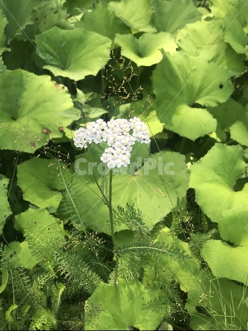들꽃,꽃,야생화,산,자연,식물,초록,식물,자연,plants,nature,꽃,flower