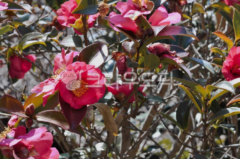 동백꽃,동백,카멜리아,plant,식물,flower,꽃,장미,rose,봄,Camellia,실사,배경,실사배경,초록잎,나무