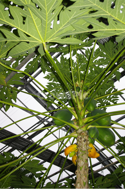 나무,식물,열매,plant,야자수,식물,자연,plants,nature