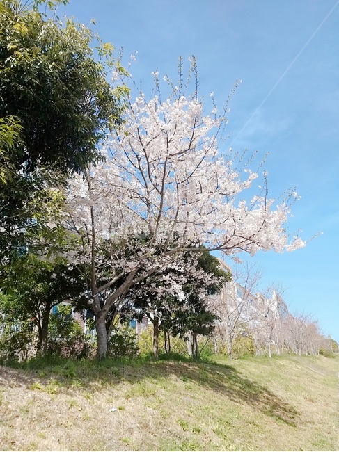 예쁨,벚꽃축제,햇살,벚꽃,봄,거리,나무,들판,집,힐링,햇빛,신비,자연,아름다움,구름,태양,산,여가,생활,화창,봄,계절,spring,season,자연,풍경,nature,landscape,plant,식물