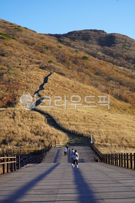 간월재,억새,영남알프스,억새군락지,갈대,갈대밭,억새밭,산,자연,등산,산책,가을,mountain,flamegrass,nature,reed,fall,autumn,오르막길,산책로,등산로
