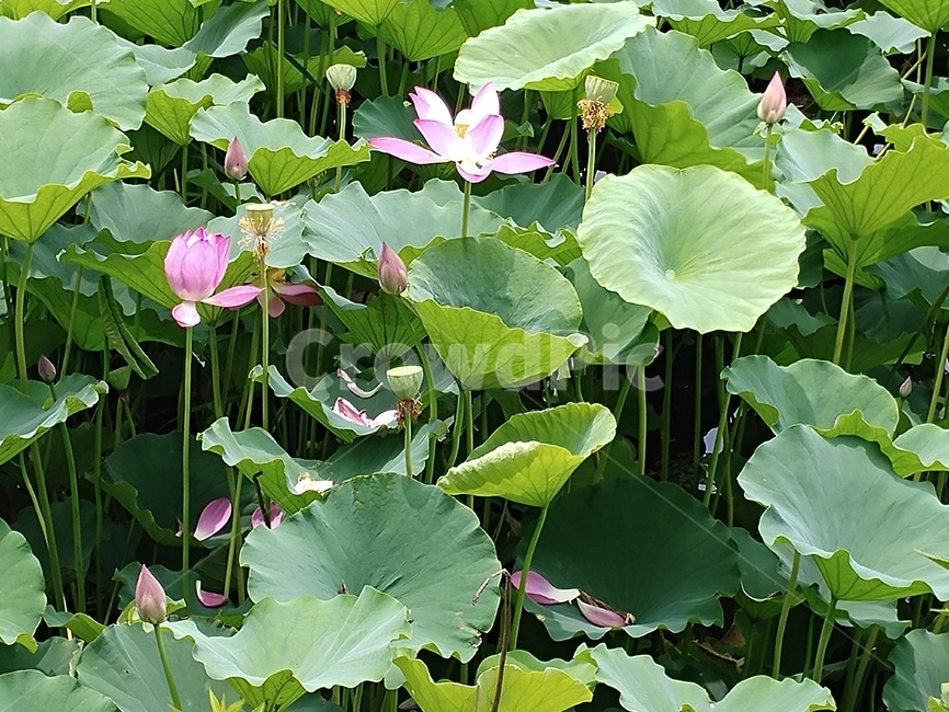 연꽃,lotus,식물,수초,땅속줄기,담수초,련꽃
