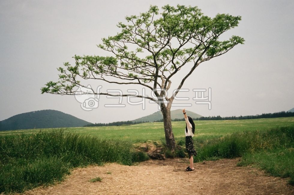 person,tree,jeju island,prairie,grassland