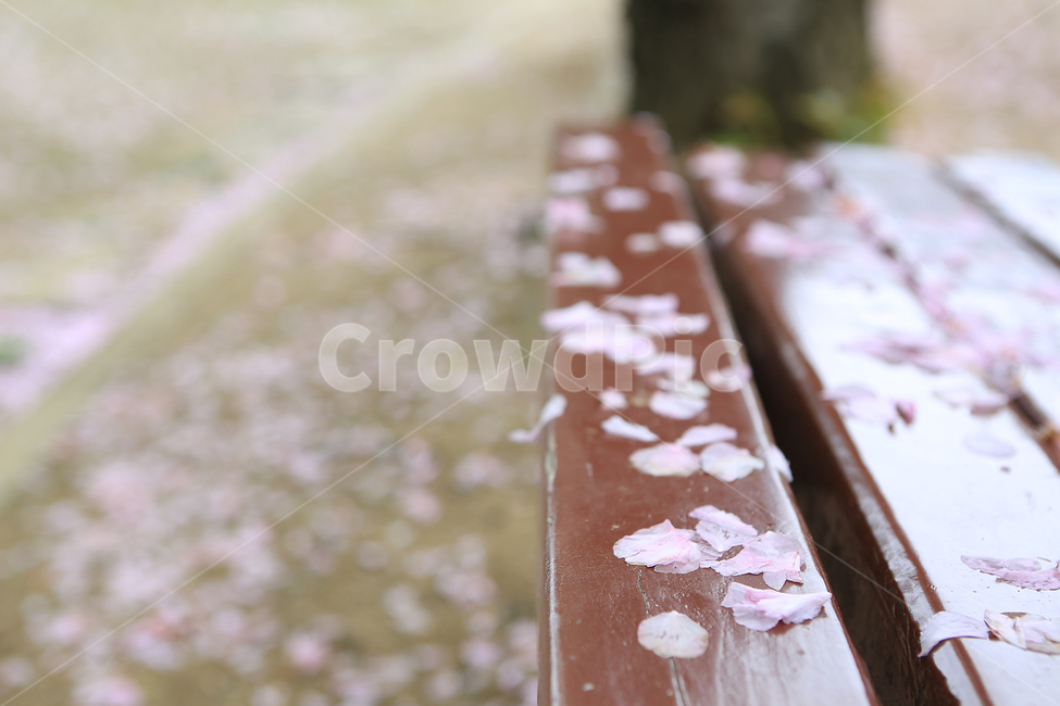 봄,분홍,꽃,의자,spring,pink,flower,bench,봄,계절,spring,season,꽃,flower,chocolate,초콜릿,fudge,퍼지,food,음식,dessert,디저트