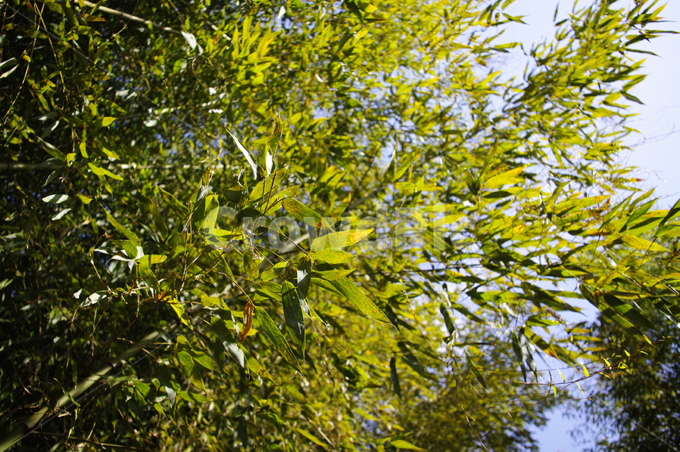 대나무,댓잎,숲,빛,식물,식물,자연,plants,nature