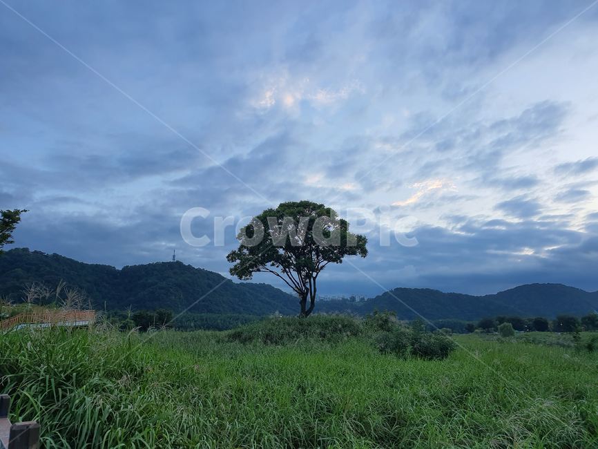 plant,식물,tree,나무,nature,자연,자연,풍경,nature,landscape,outdoors,옥외