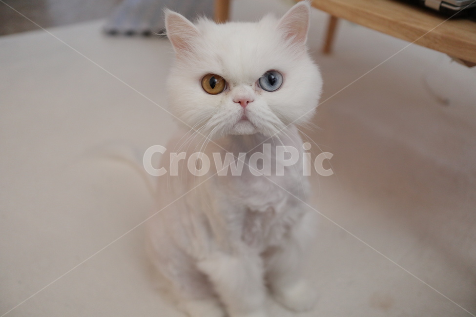 고양이,animal,cat,반려묘,동물,야옹이,냐옹이,귀여움,수염,표정,포유류,mammal,kitten,kitty,동물,animal,포유류,mammal,고양이,cat,kitten,kitty