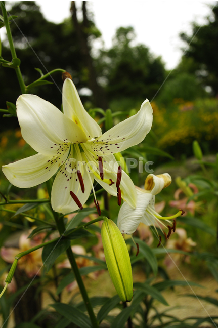 백합,꽃,식물,flower,color,nature,자연,식물,자연,plants,nature,꽃,flower