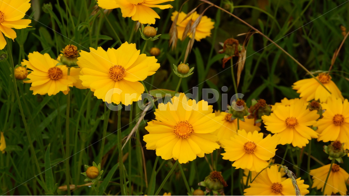 금계국,금계국꽃,꽃,꽃사진,식물,식물,자연,plants,nature,꽃,flower