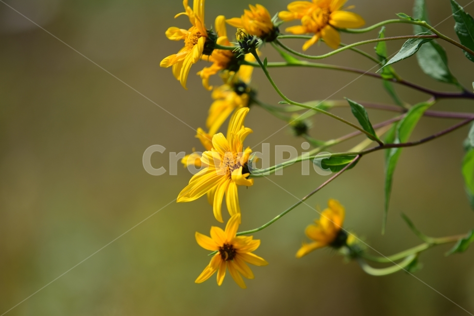 꽃,식물,가을,봄,여름,노랑,가을,계절,fall,autumn,season,식물,자연,plants,nature,꽃,flower,plant