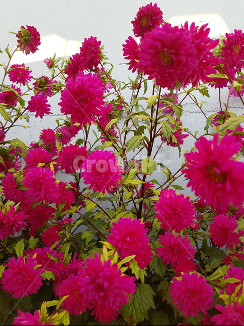 꽃,들꽃,가을꽃,들판,예쁜꽃,힐링,식물,자연,plants,nature,꽃,flower
