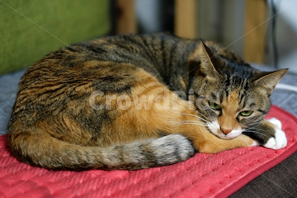 고양이,반려,동물,애완,반려동물,애완동물,야옹이,전기방석,동물,animal,포유류,mammal,고양이,cat,kitten,kitty