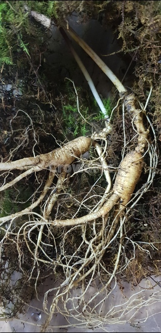 산삼,산삼뿌리,자연산산삼,산삼구매,ginseng,wildginseng,plant,뿌리,식물