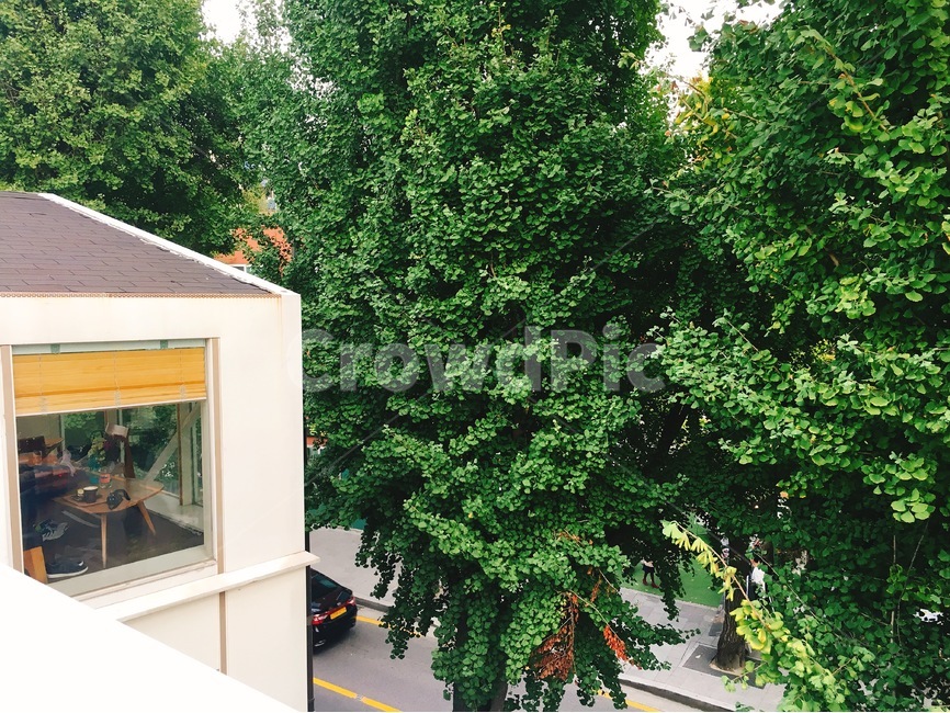 가로수,자연,여름,초록,나무,식물,자연,plants,nature,나무,trees,wood