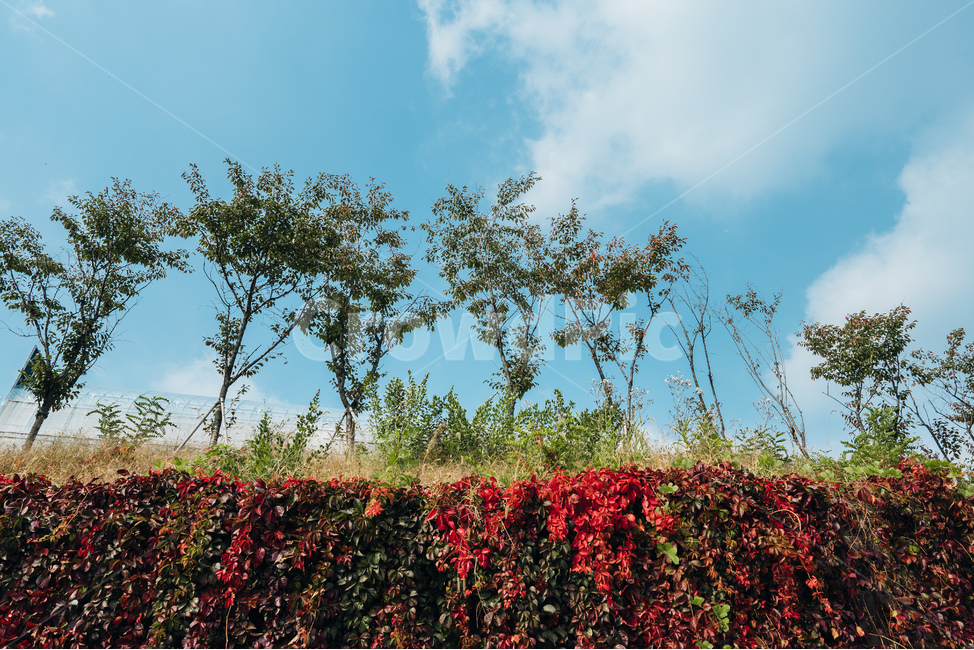 가을풍경,가을,단풍,꽃,나뭇잎,landscape,autumn,october,가을들판,들판,단풍놀이,전원풍경,자연,식물,가을,계절,fall,autumn,season,자연,풍경,nature,landscape,vegetation,초목,plant,bush,부시