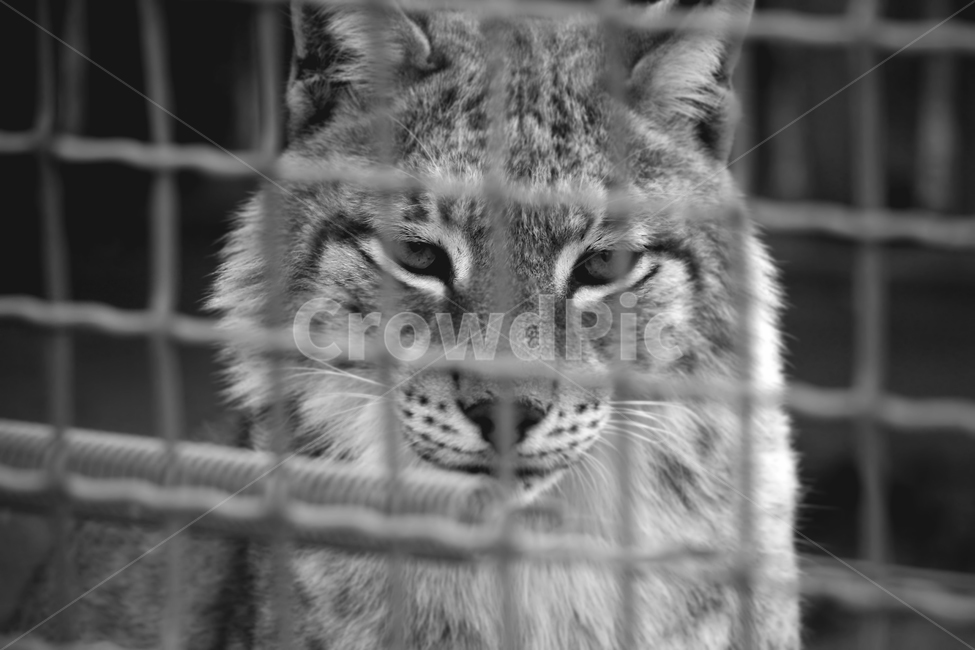 동물,감성,흑백사진,답답함,동물원,동물,animal,포유류,mammal,흑백,모노톤,monochrome,black and white