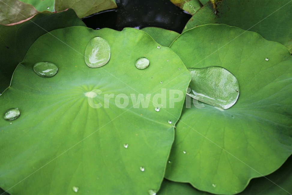 토란,토란잎,천남성과,여러해살이풀,동남아시아원산,재배식물,식물,자연,plants,nature
