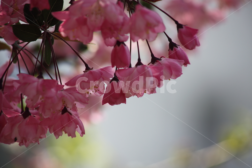 꽃사과나무,서부해당화,꽃아그베나무,봄,crabapple,식물,자연,plants,nature,꽃,flower