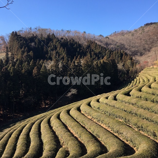 녹차밭,녹차,시골,풍경,경치,고요,평화,녹색,자연,자연,풍경,nature,landscape,outdoors,옥외