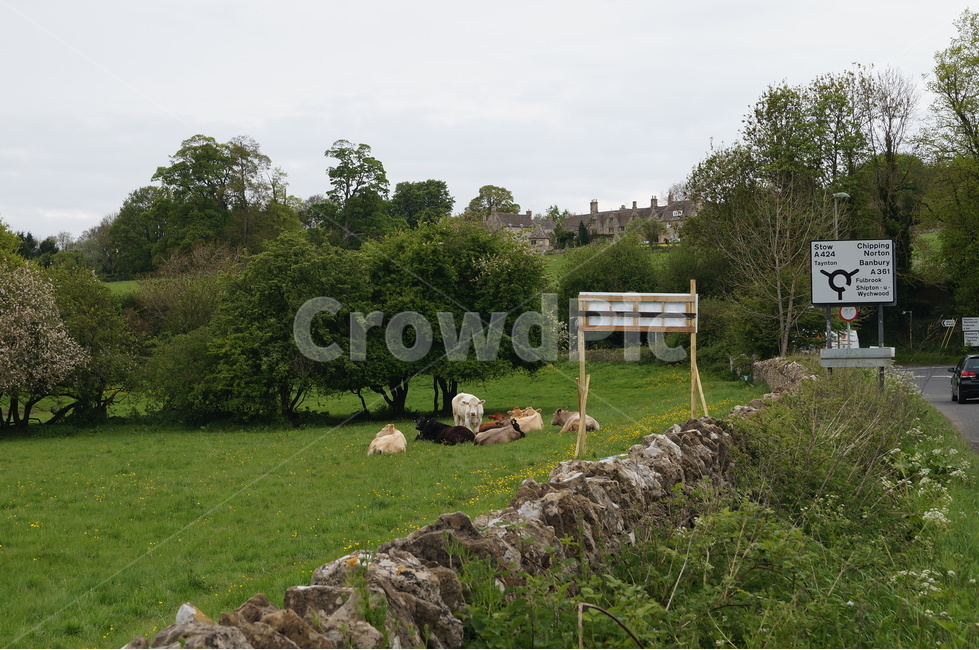 영국,코츠월드,거리,cotswolds,목초지,동물,animal,포유류,mammal